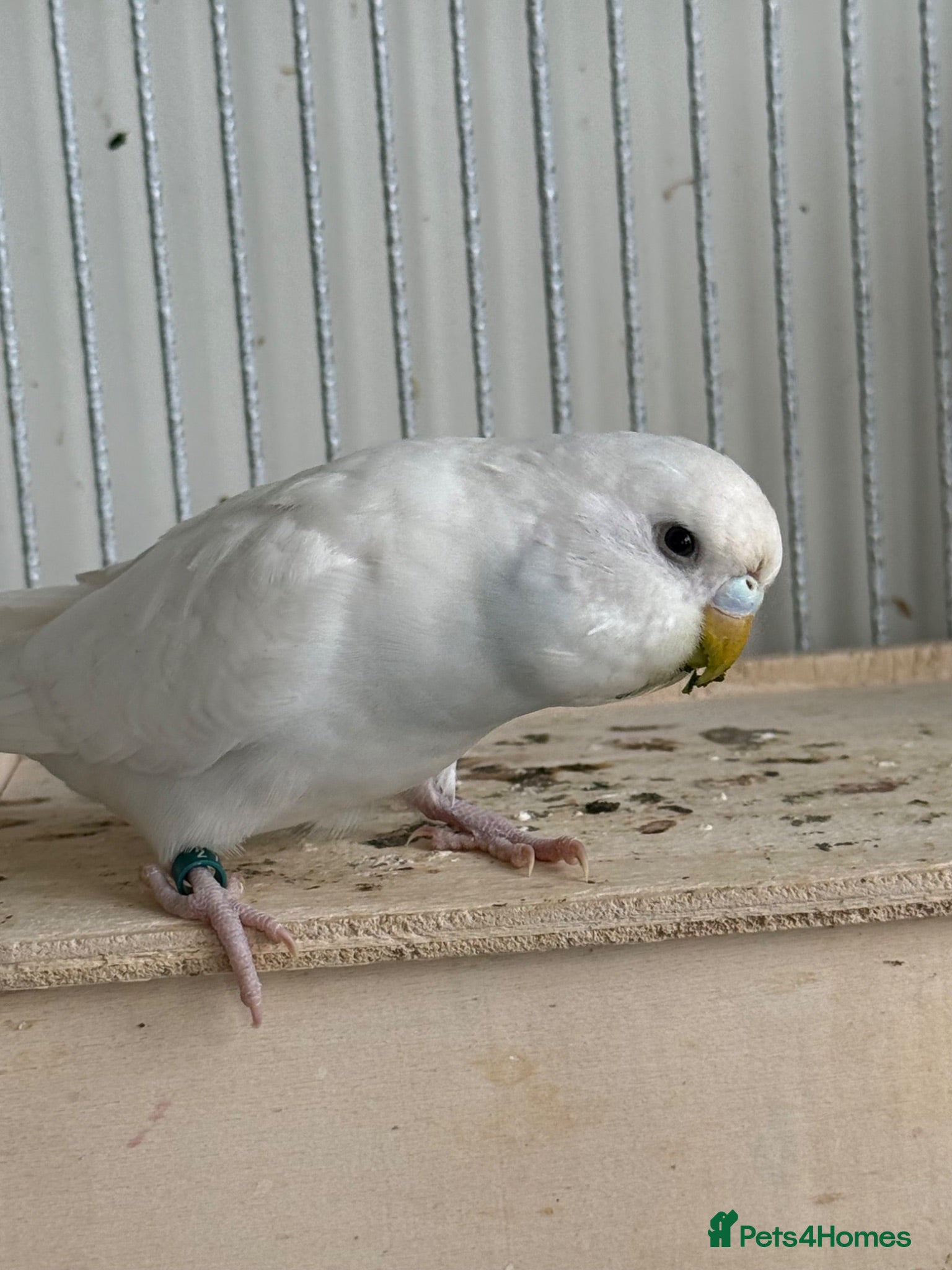 Budgerigars birds Budgies - Advert 2