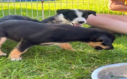 Mixed Breed dogs for sale: 6 collie cross kelpie pups  - Image 15