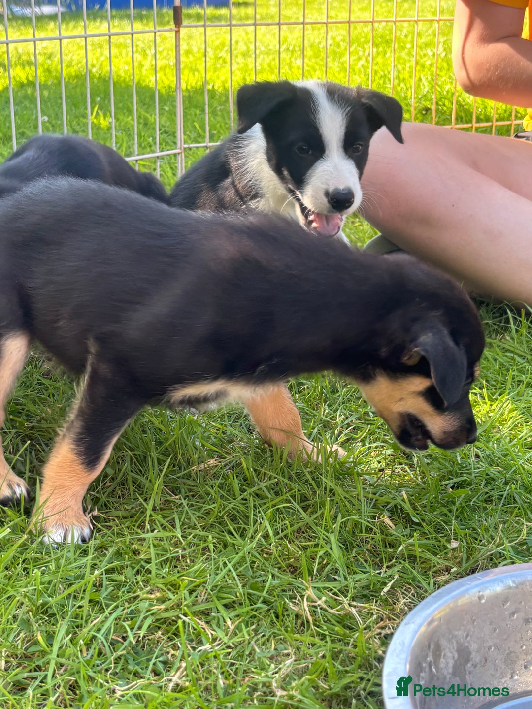 Mixed Breed dogs for sale: 6 collie cross kelpie pups  - Image 15