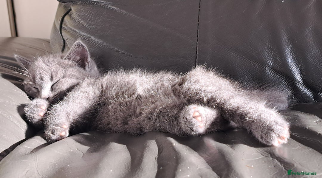 Mixed Breed cats for sale: Gorgeous Cross Kittens 🌟 - Advert 29