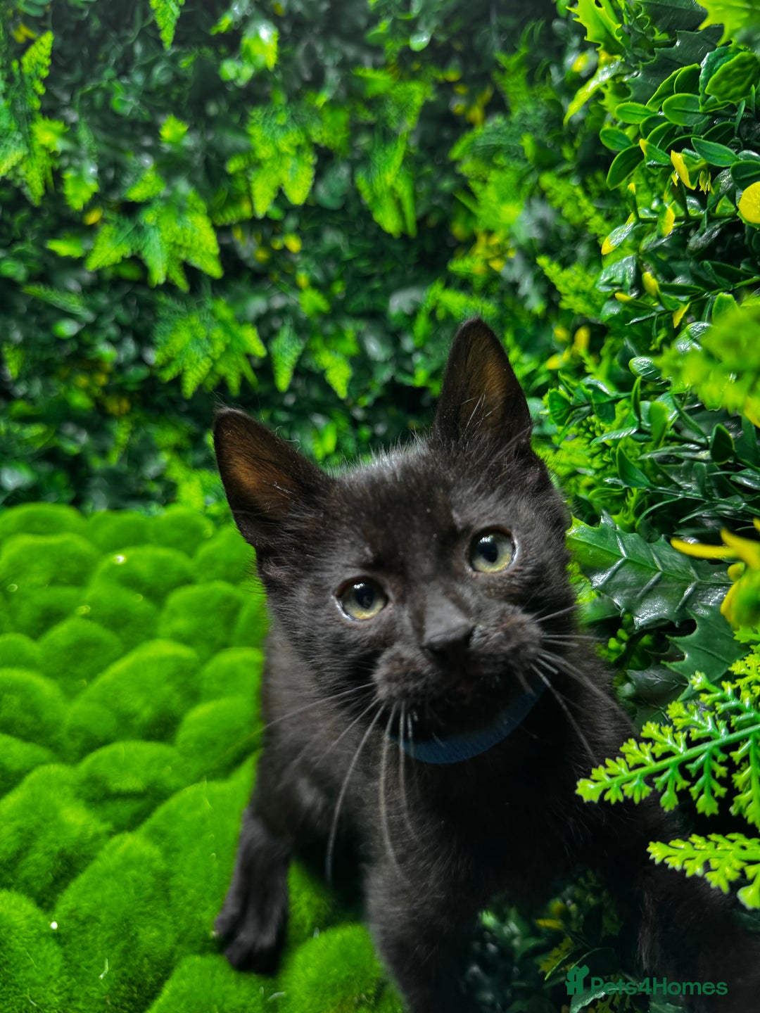 Egyptian Mau cats for sale: Smoke Egyptian MAU x Bengal spotted&marble kittens - Image 7