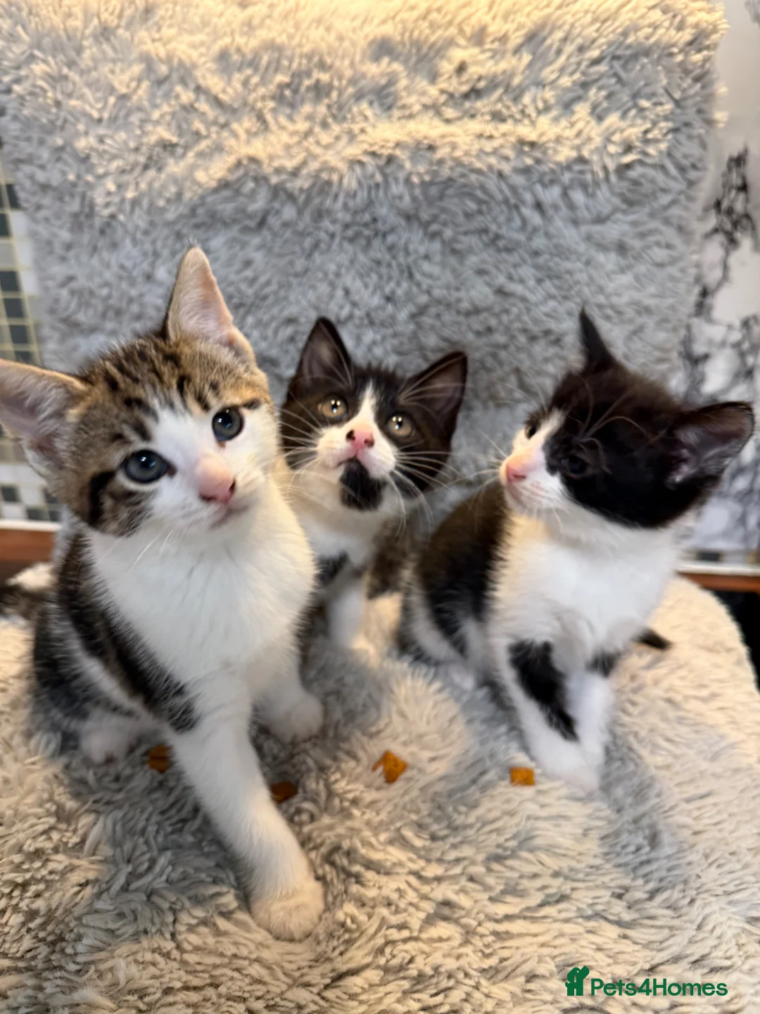 Domestic Shorthair cats for sale: ❤️🩵 Beautiful Kittens 🩵❤️ - Advert 16