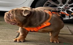 English Bulldog dogs for stud: Fully Suited Lilac & Tan  - Image 3