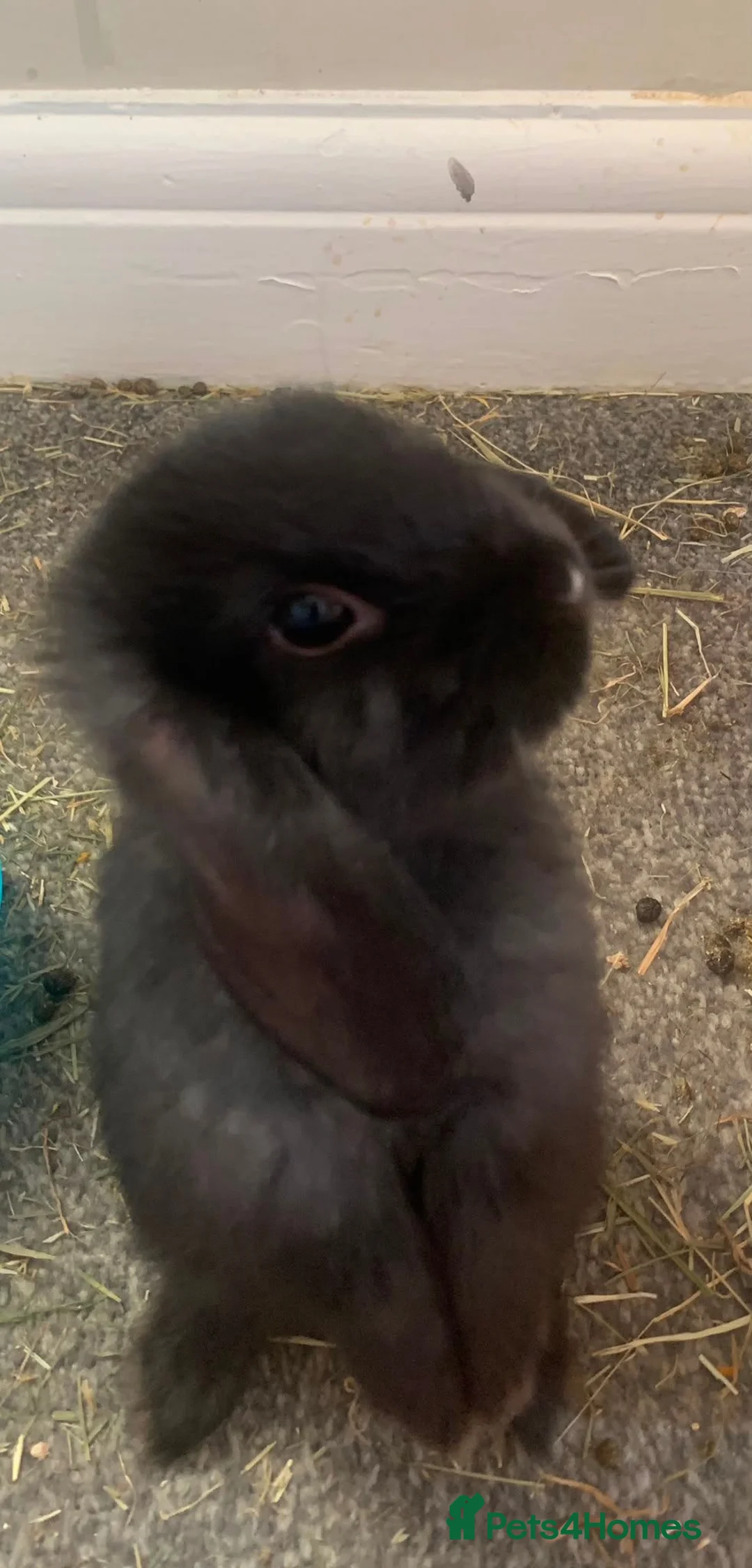 Mixed Breed rabbits for sale: Beautiful lop/lionhead kits!!! - Advert 1