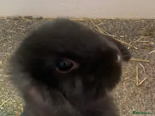 Mixed Breed rabbits Beautiful lop/lionhead kits!!! - Advert 1
