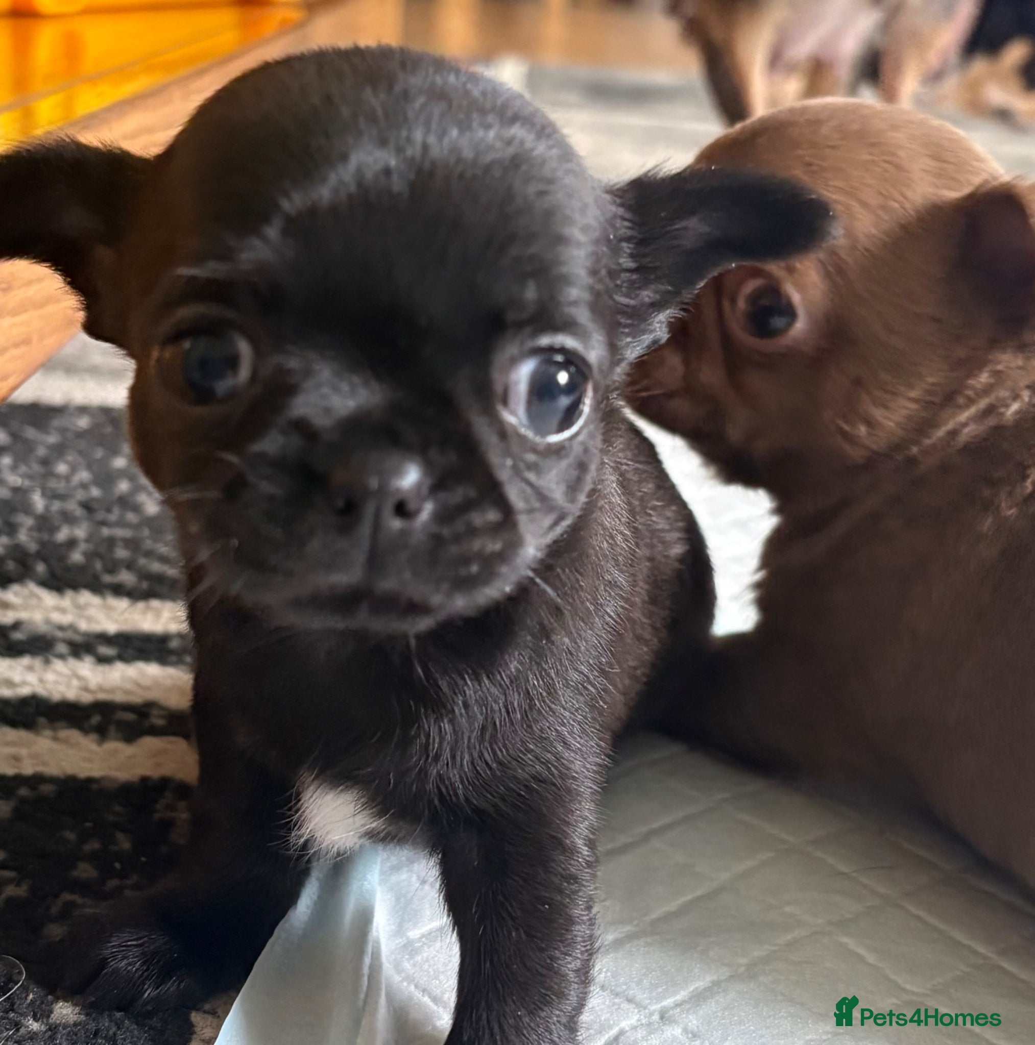Chihuahua dogs Beautiful apple head chihuahua puppies  - Advert 3