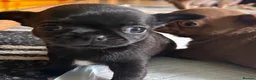 Chihuahua dogs for sale: Beautiful apple head chihuahua puppies  - Advert 1