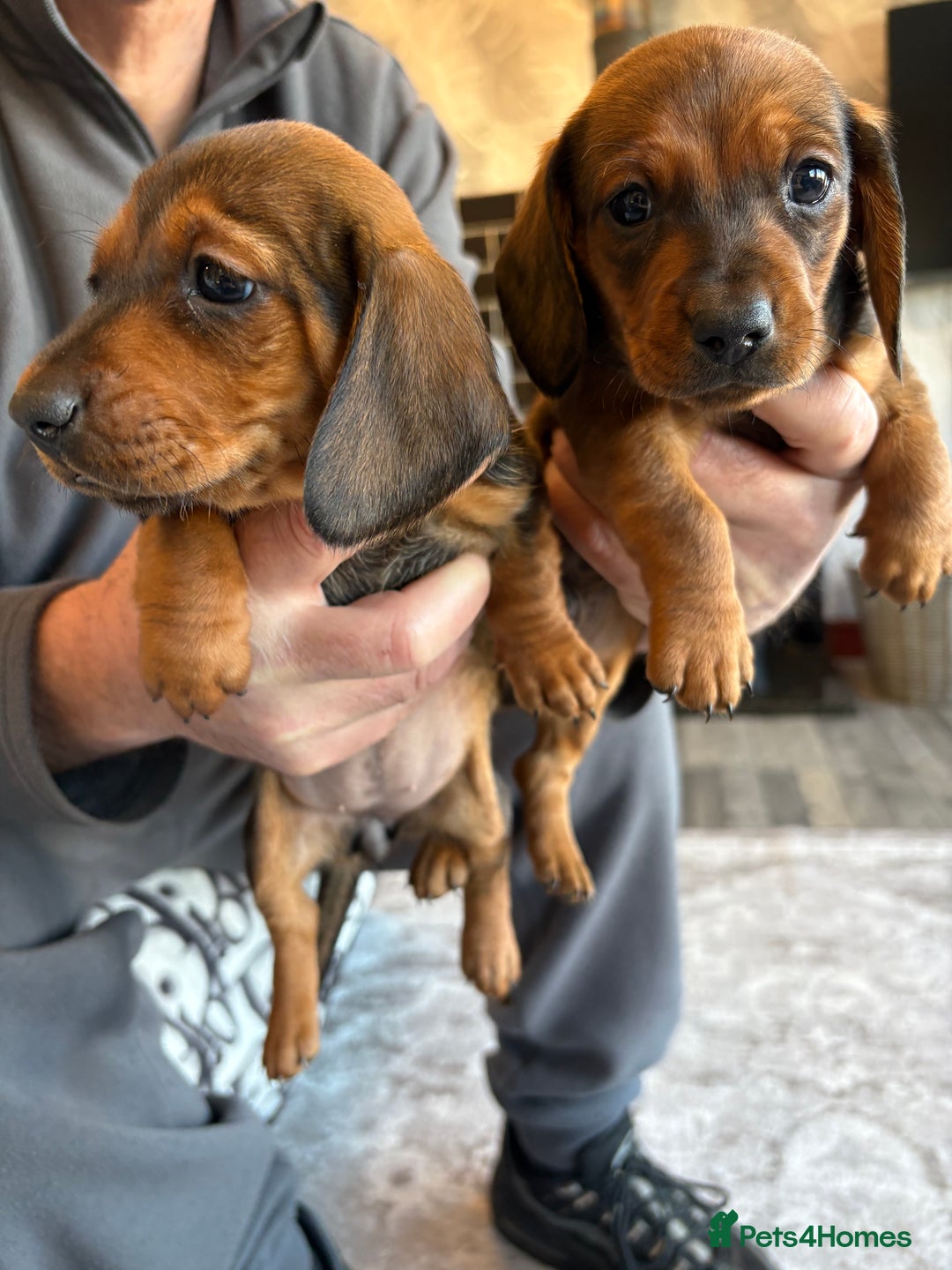 Dachshund dogs for sale: Dachshund puppy’s for sale  - Advert 2