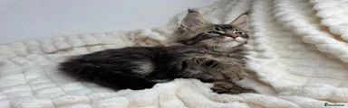 Maine Coon 3