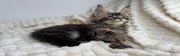 Maine Coon cats for sale: MaineCoon, Beautiful Kittens available  - Advert 19