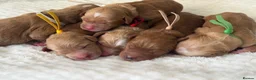 Goldendoodle dogs for sale: Australian Labradoodles - GIRLS Red / White Tux - Advert 4