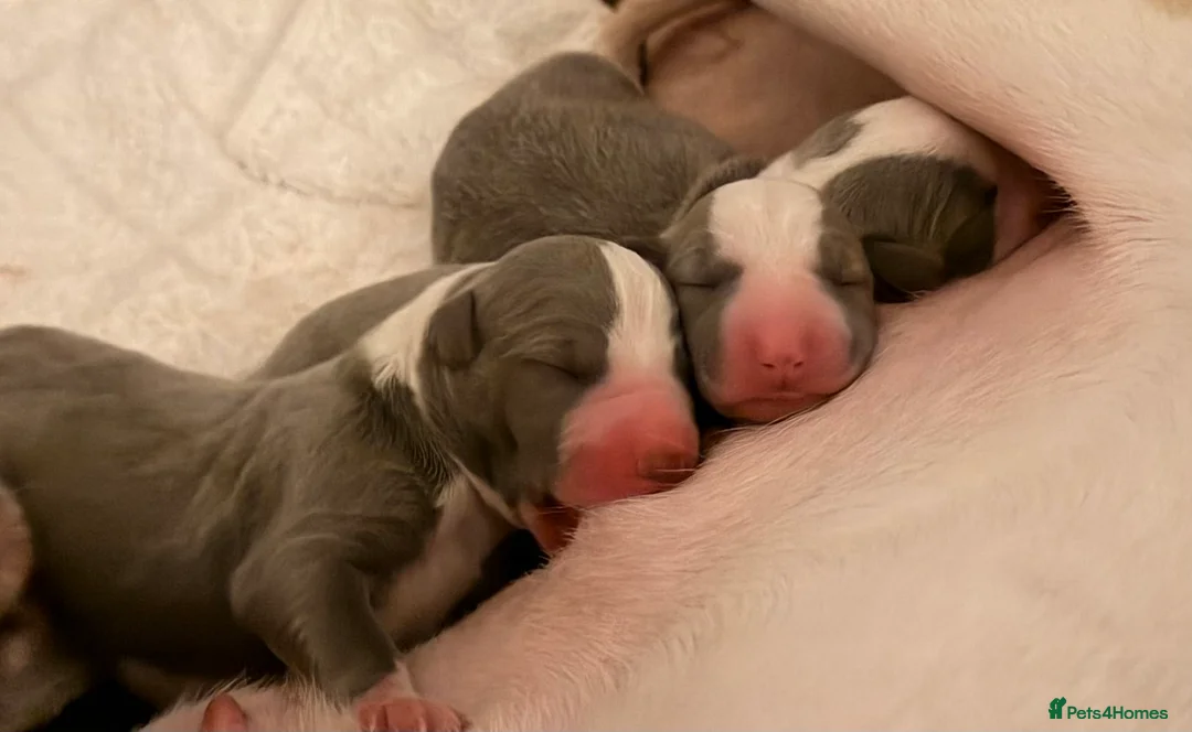 Whippet dogs for sale: Stunning Kennel Club Registered Whippet Puppies 🐾 - Advert 7