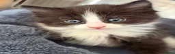 Mixed Breed cats for sale: Beautiful kittens - Advert 12