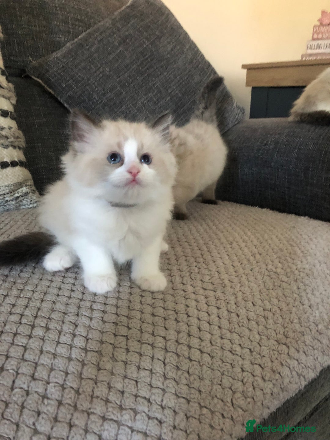 Ragdoll cats for sale: Beautiful Ragdoll kitties - Advert 2