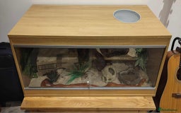 Corn Snake reptiles for sale: Korra the corn snake - free to a good home - Image 5