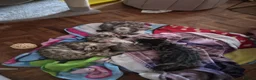 Bengal cats for sale: Kittens looking for loving homes  in Bournemouth - Advert 8