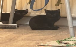 Domestic Shorthair cats for sale: Five kittens for sale  - Image 6