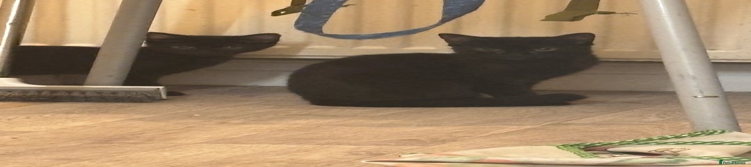 Domestic Shorthair Kitten 5