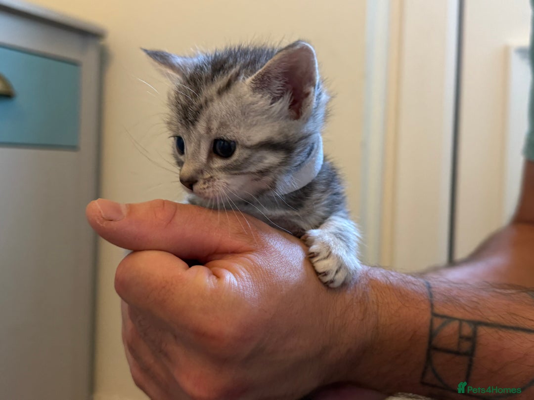 Maine Coon cats for sale: ✨2 Boys and 3 Girls Maine Coon kittens ✨🐾 - Image 26