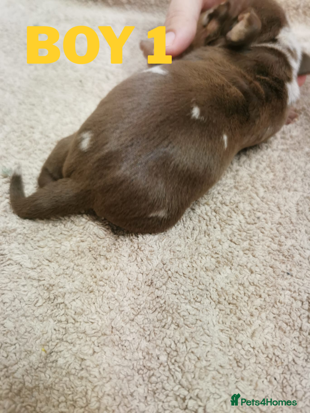 Miniature Dachshund dogs for sale: Beautiful mini dachshund boys 🐾 - Advert 4