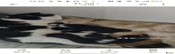 Mixed Breed cats for sale: Adorable kittens in Bradford - Advert 9