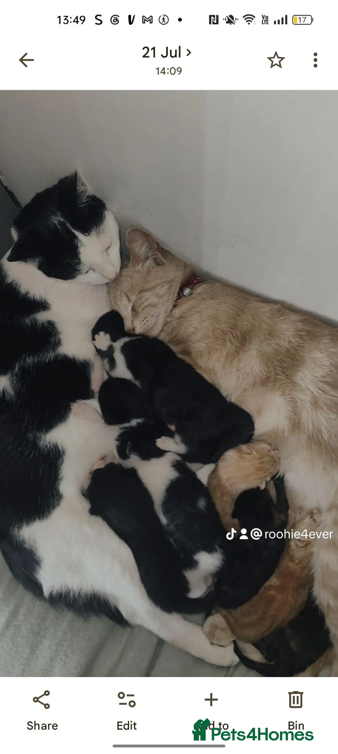 Mixed Breed cats for sale: Adorable kittens in Bradford - Advert 9