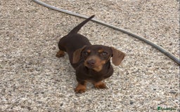 Miniature Dachshund dogs for sale: Choc/Tan 5* licenced breeder Miniature  Dachounds in Catterick Garrison - Image 5