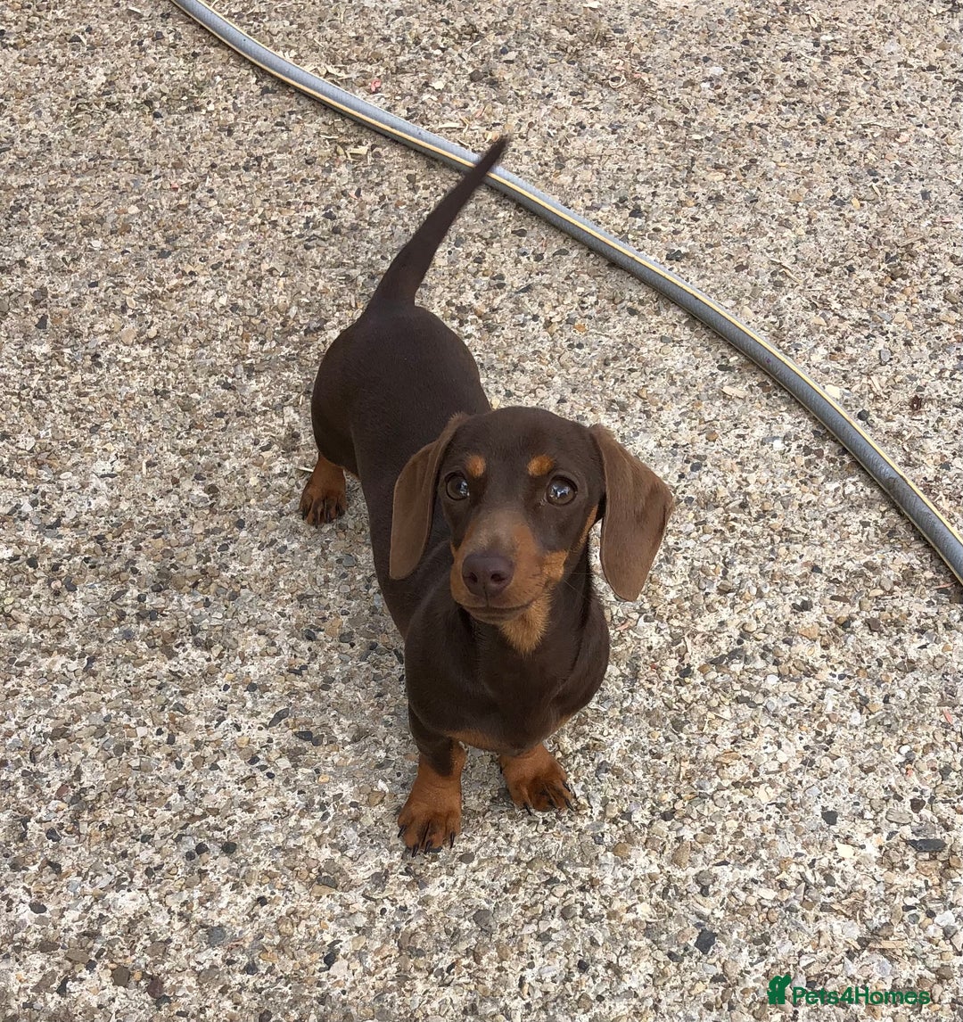 Miniature Dachshund dogs for sale: Choc/Tan 5* licenced breeder Miniature  Dachounds in Catterick Garrison - Image 5