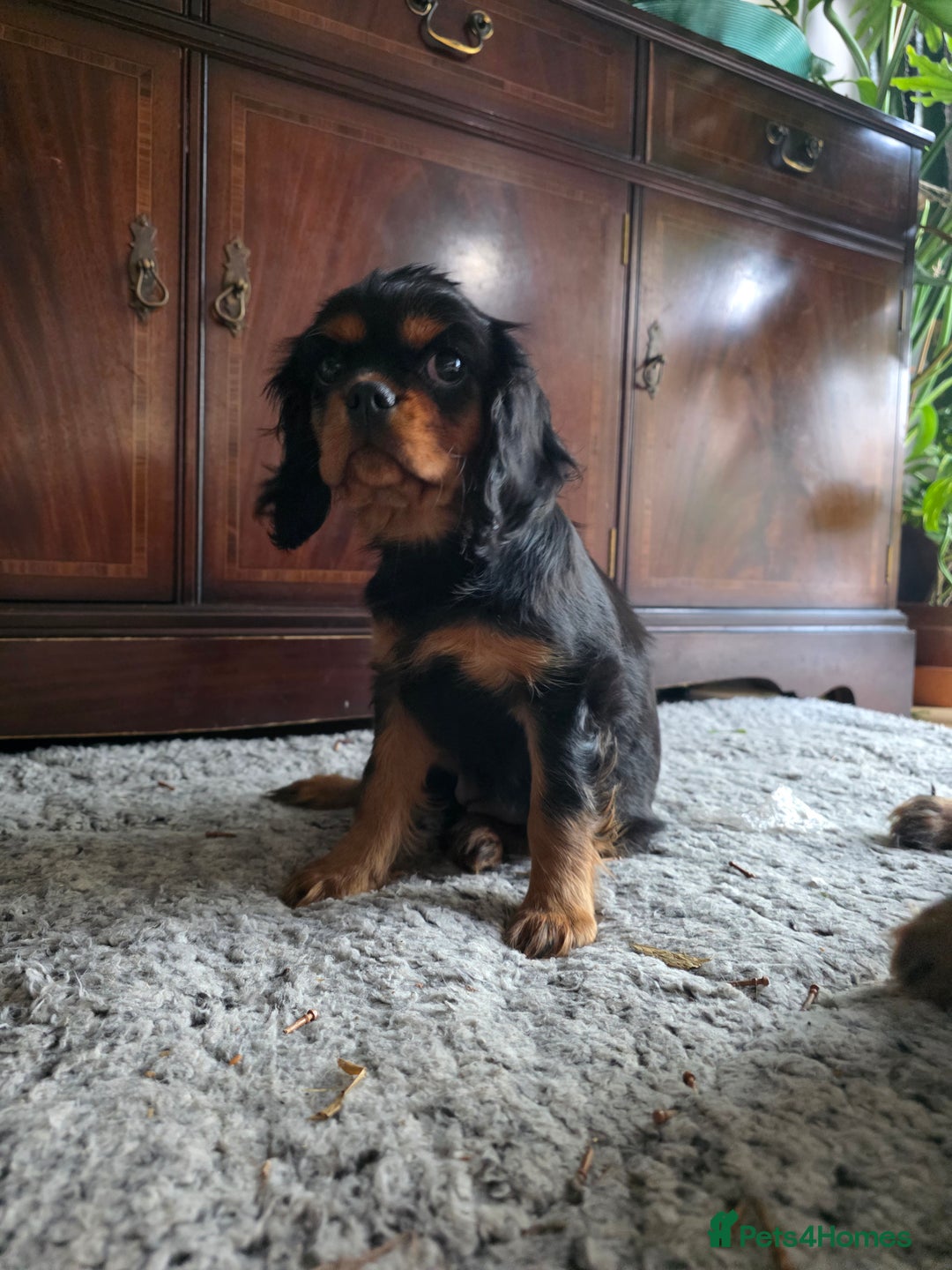 Cavalier King Charles Spaniel dogs for sale: KC reg cavalier king charles puppy - Advert 1
