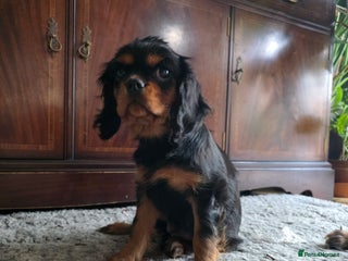 Cavalier King Charles Spaniel dogs KC reg cavalier king charles puppy - Advert 5