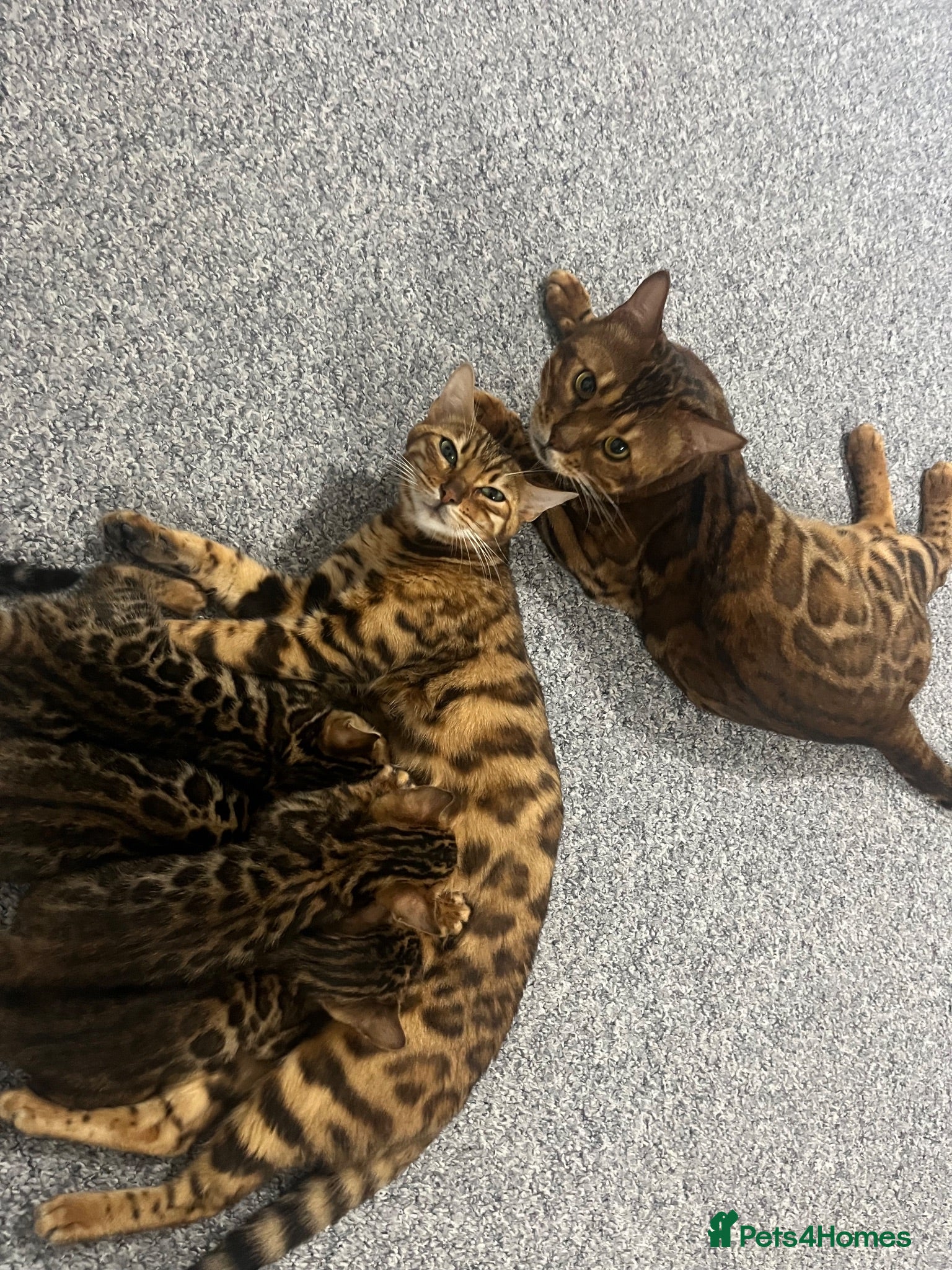 Bengal cats BENGAL KITTENS - Advert 5