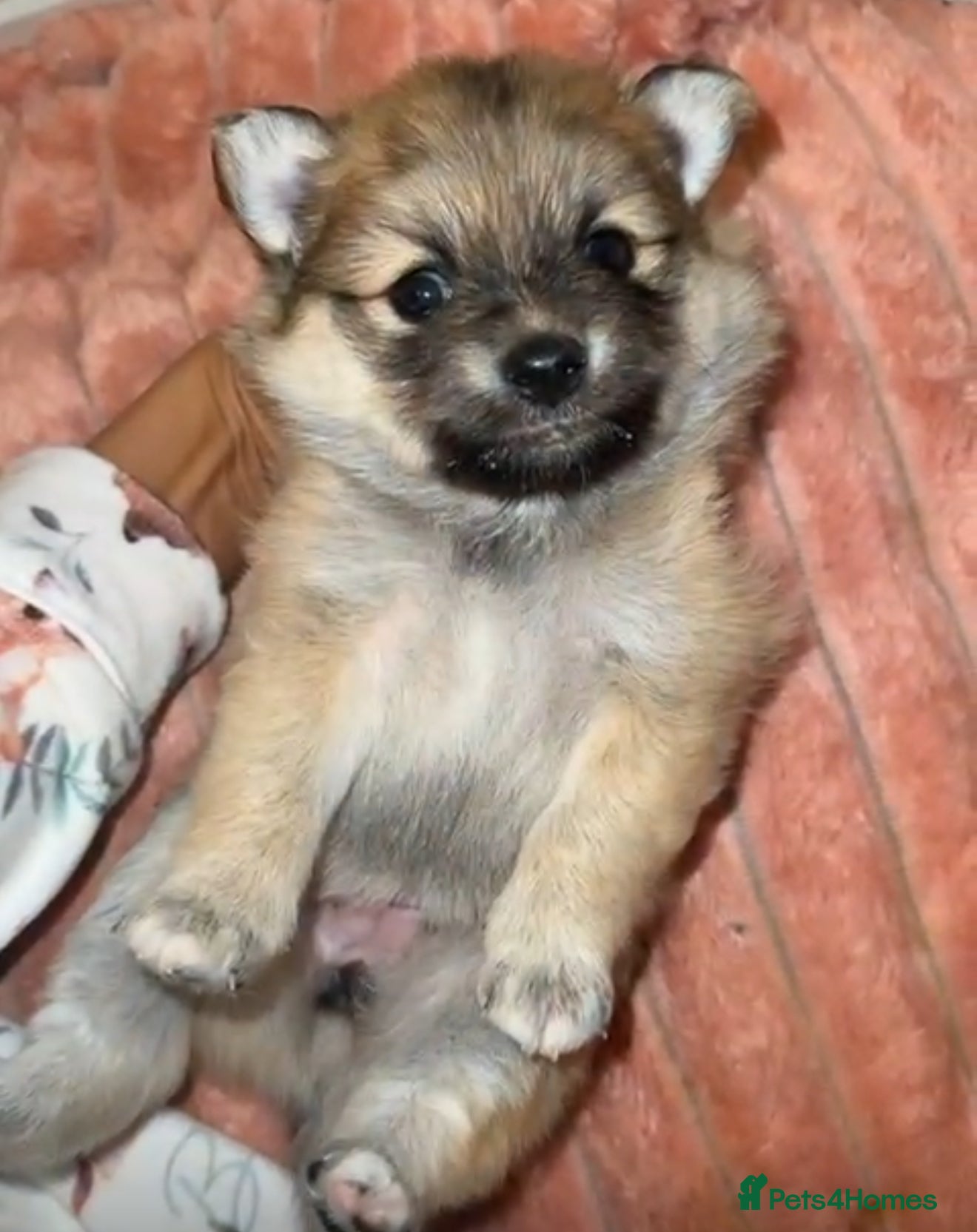 Pomchi dogs Pomchis  - Advert 5