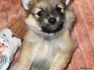 Pomchi dogs Pomchis - Advert 1