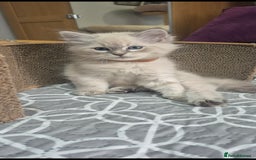 Siberian cats for sale: Pedigree girl and boy availiable - Image 8