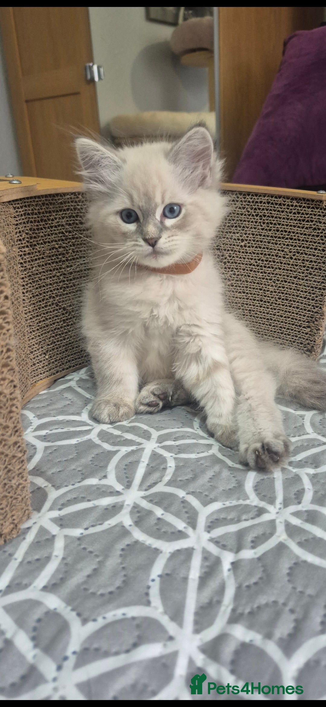 Siberian cats for sale: Pedigree girl and boy availiable - Image 8
