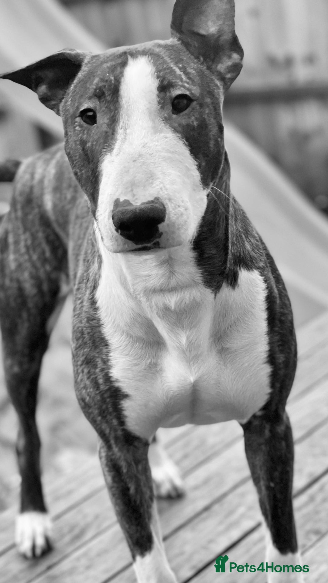 English Bull Terrier dogs for sale: English bull terrier pups - Advert 6