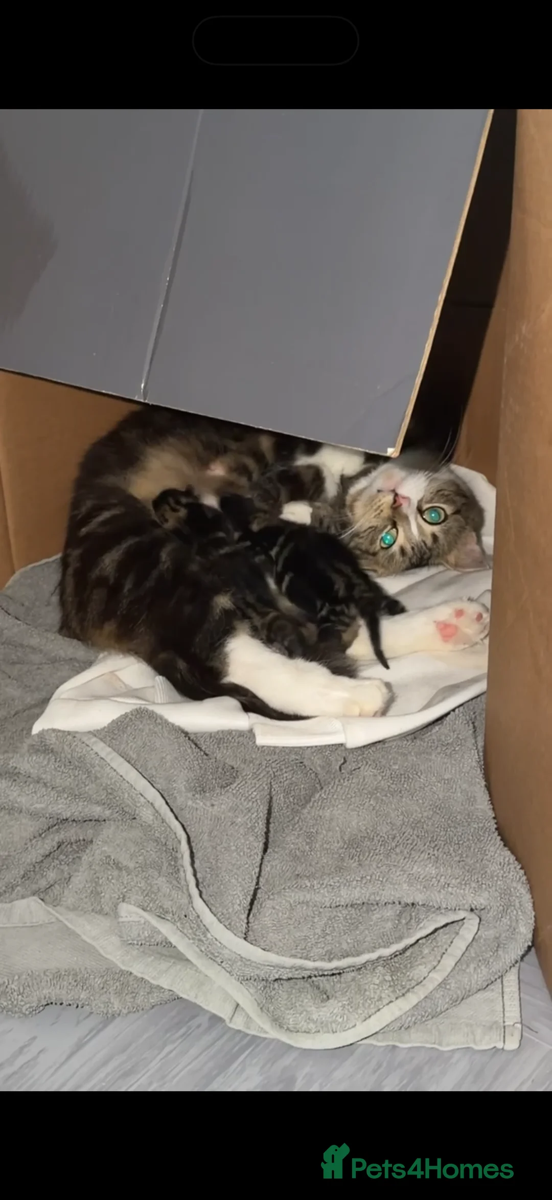 Mixed Breed cats for sale: Male kitten  in Portsmouth - Advert 2