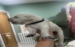Goldador dogs for sale: Puppies- Goldadors (Golden retriever) (Labrador)  - Image 29