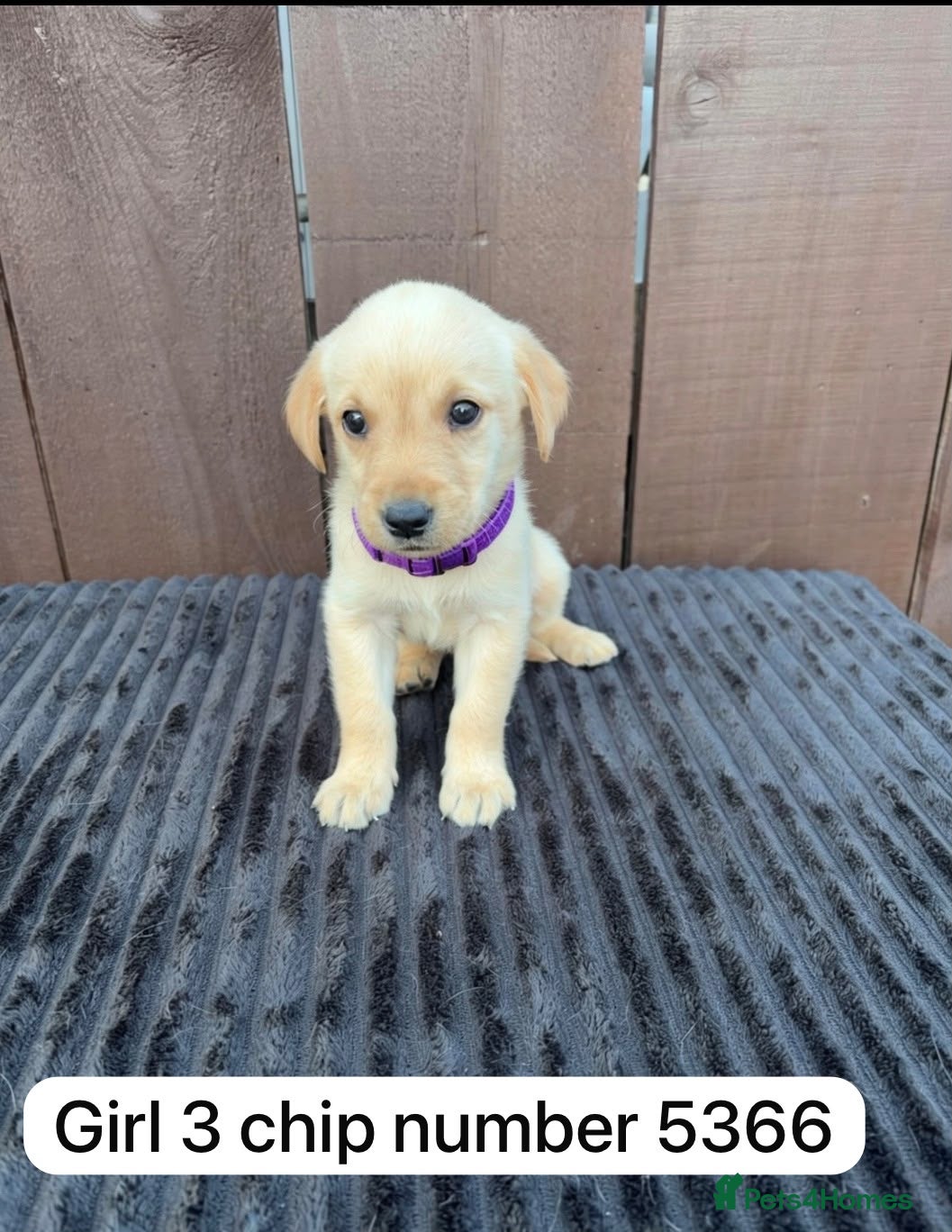 Goldador dogs Goldador puppies 9 available  - Advert 2