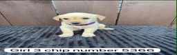 Goldador dogs for sale: Goldador puppies 9 available  - Advert 2