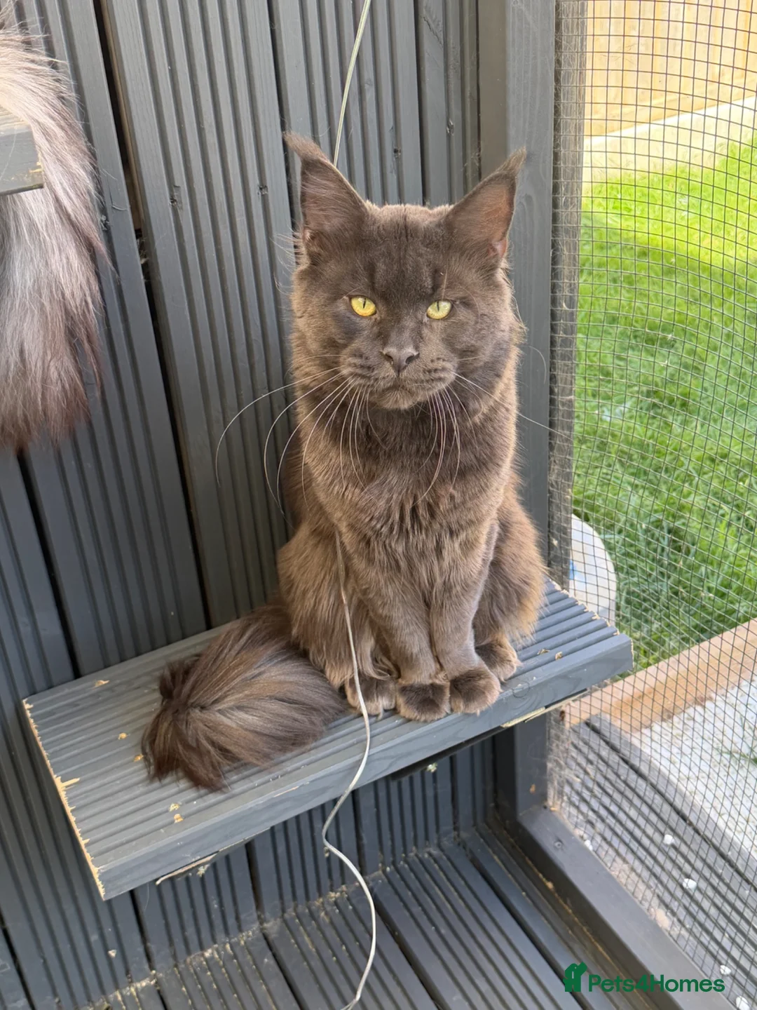 Maine Coon cats for stud: Mainecoon proven stud - Advert 7