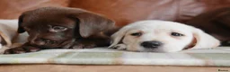 Labrador Retriever dogs for sale: Stunning Health Tested Labrador Puppies - Advert 10