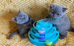 British Shorthair cats for sale: GCCF registered ChampionBloodline 5GENpedigree BSH - Image 4