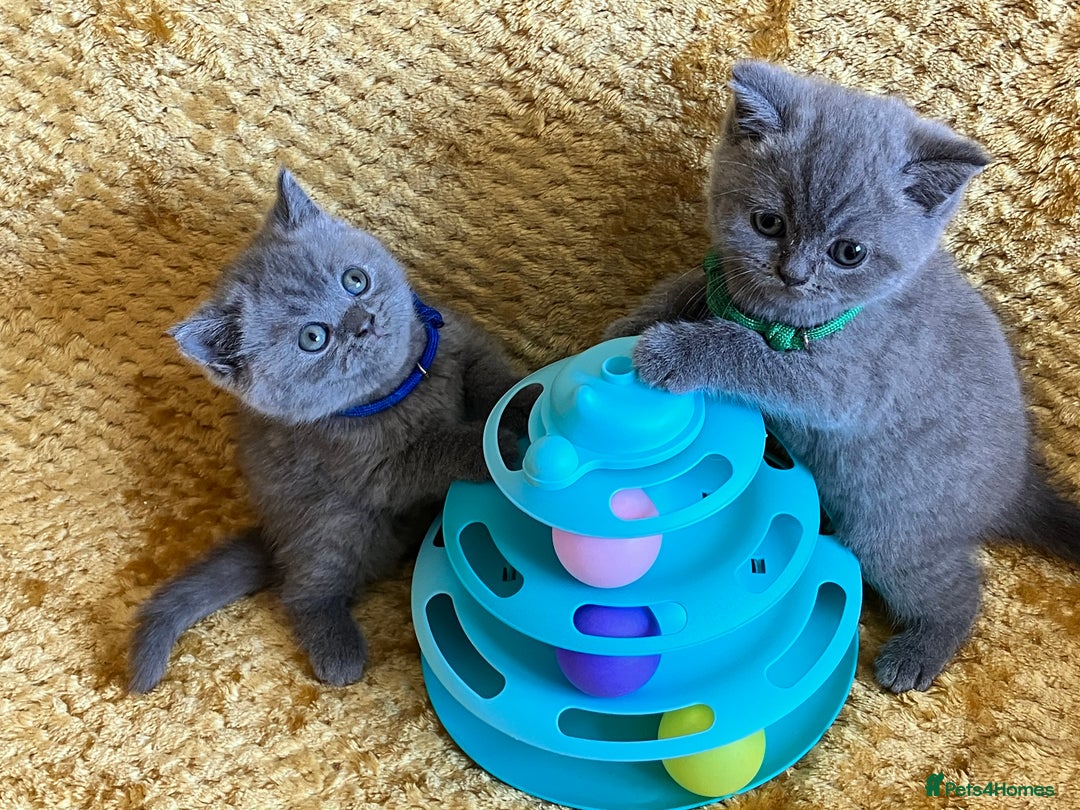 British Shorthair cats for sale: GCCF registered ChampionBloodline 5GENpedigree BSH - Image 4