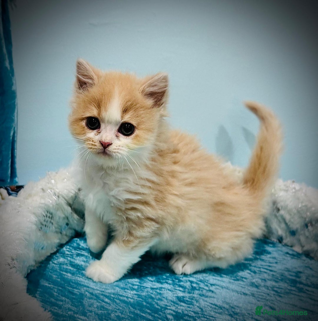 Turkish Angora cats for sale: Angora cross Persian kittens 🐱  - Image 17