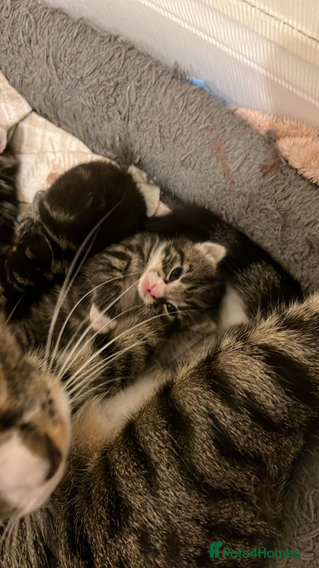 British Shorthair cats for sale: Kittens for sale - Advert 16