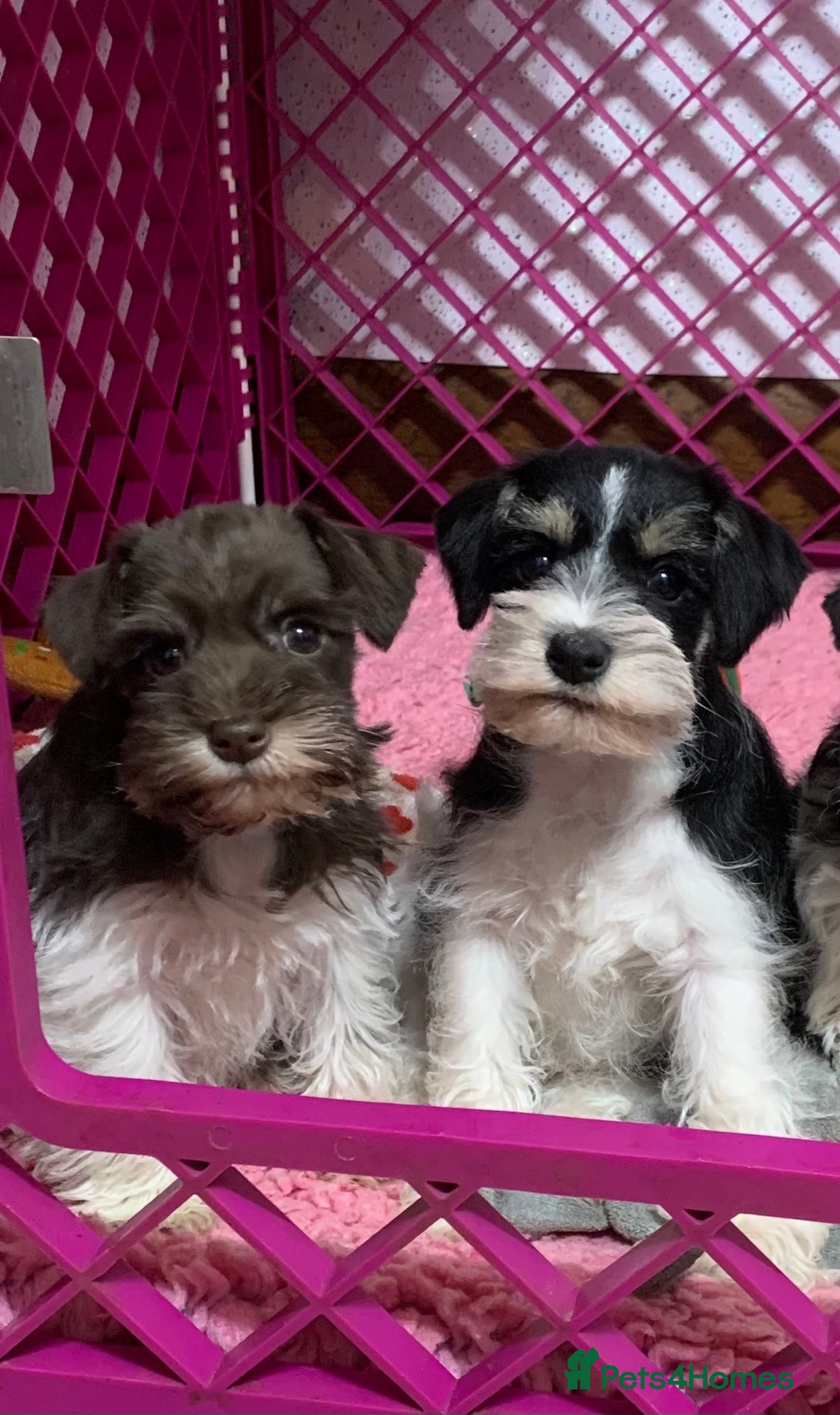 Miniature Schnauzer dogs 5* LICENSED. KC MINI ( TOY) SCHNAUZER LITTER - Advert 6