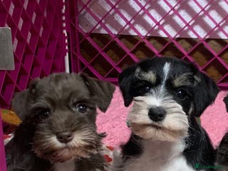 Miniature Schnauzer dogs 5* LICENSED. KC MINI ( TOY) SCHNAUZER LITTER - Advert 6