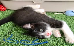 Mixed Breed cats for sale: 5 kitten’s available today  - Image 8