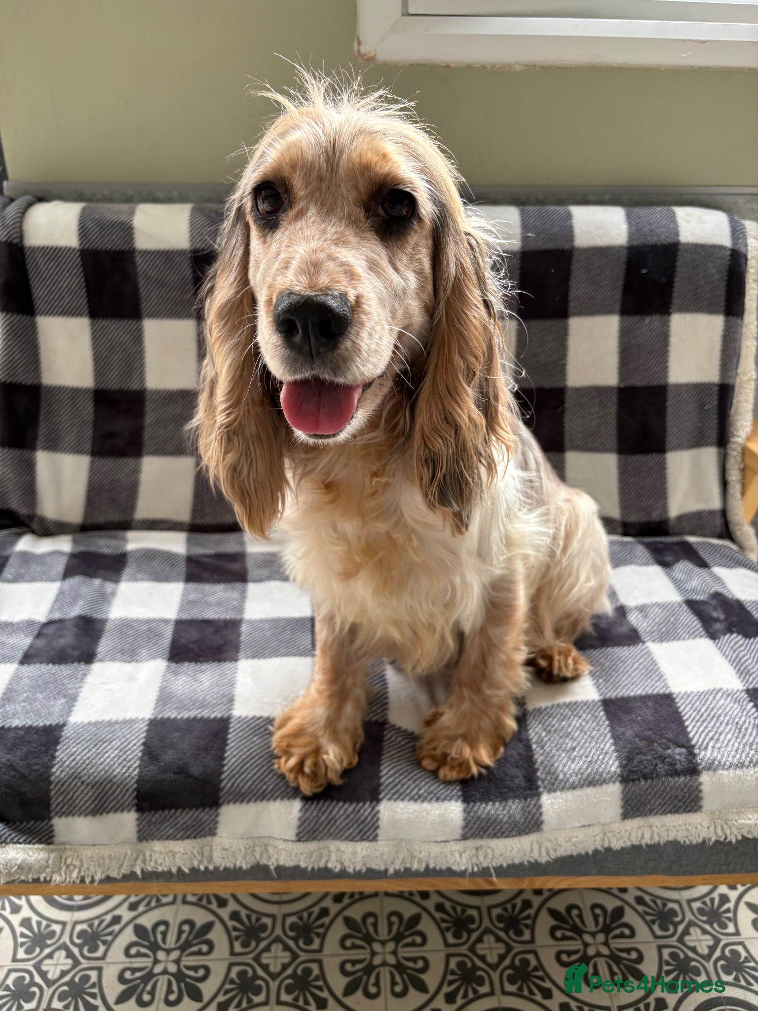 Cocker Spaniel dogs Beautiful Kc reg litter of show type cockers   - Advert 2